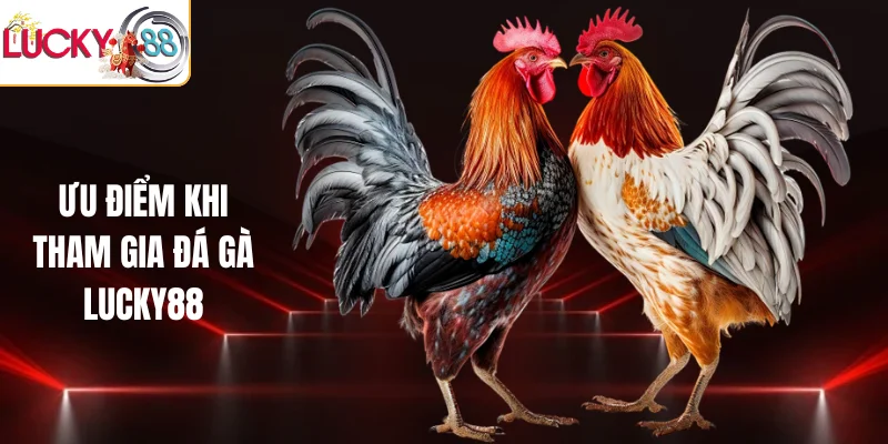 Ưu điểm khi tham gia đá gà LUCKY88